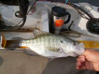 Crappie of 2010 122.jpg