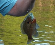 bream.jpg