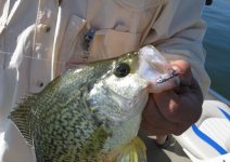 LP Crappie 002.JPG