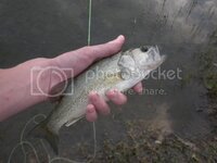 pondfishing028.jpg