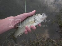 pondfishing028.jpg