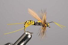 Wasp-fly-pattern-for-fishing-585x388.jpg