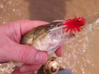 red and white bass.jpg