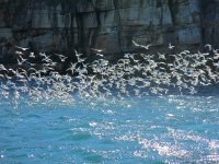 seagull cliffs.JPG