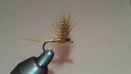 first red quill fly 002 (800x450).jpg