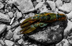 crawfish-color-transitions-in-bass-fishing.jpg
