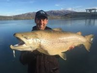 37 pound brown trout on minnow.jpg