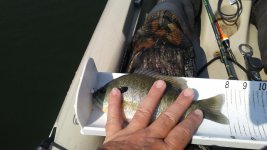 20170910Bluegill.jpg