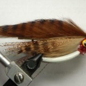 Brown Baitfish.jpg