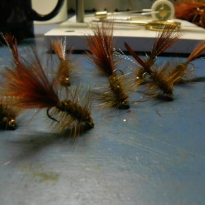 brown bugs 001.JPG
