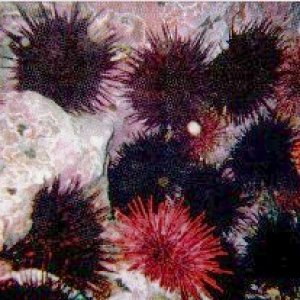 urchins.jpg