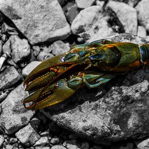 crawfish-color-transitions-in-bass-fishing.jpg