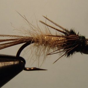 20161211CoyoteUglyNymph.JPG