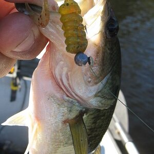 fr fry and curl tail bass.JPG
