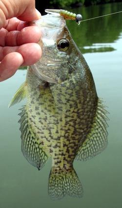 clear cone tail crappie.jpg