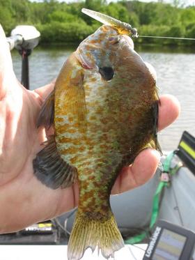 clear cone tail sunfish.jpg