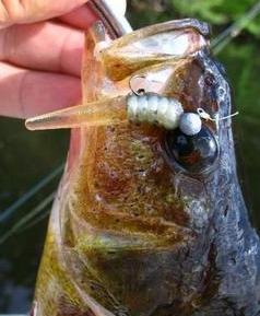 clear tail bass.jpg