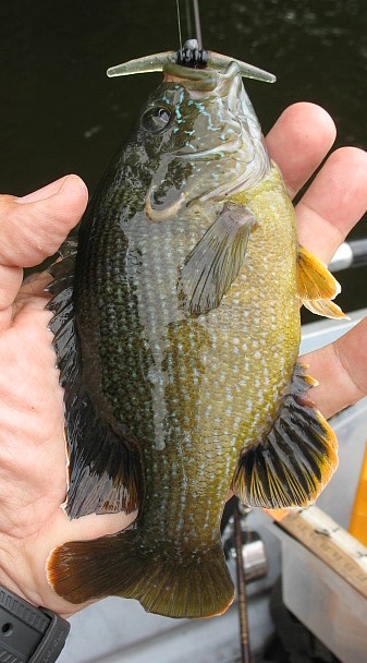 cone tail green sunfish.jpg