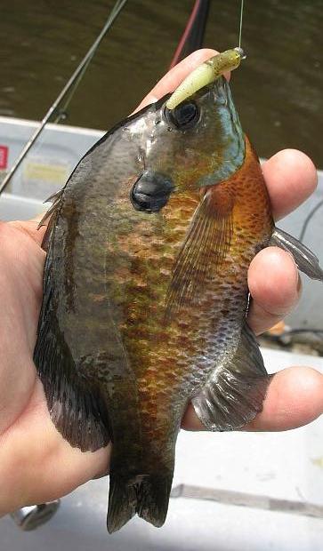 cone tail sunfish.jpg