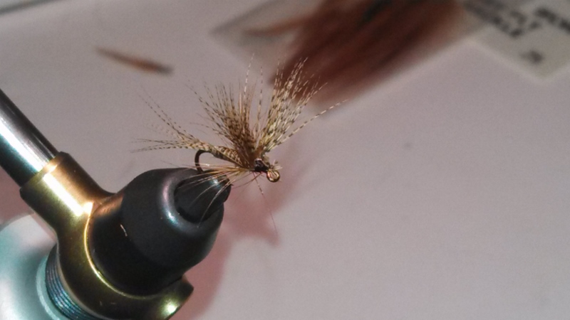 first red quill fly 005 (800x450).jpg