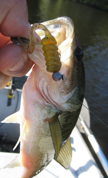 fr fry and curl tail bass.JPG