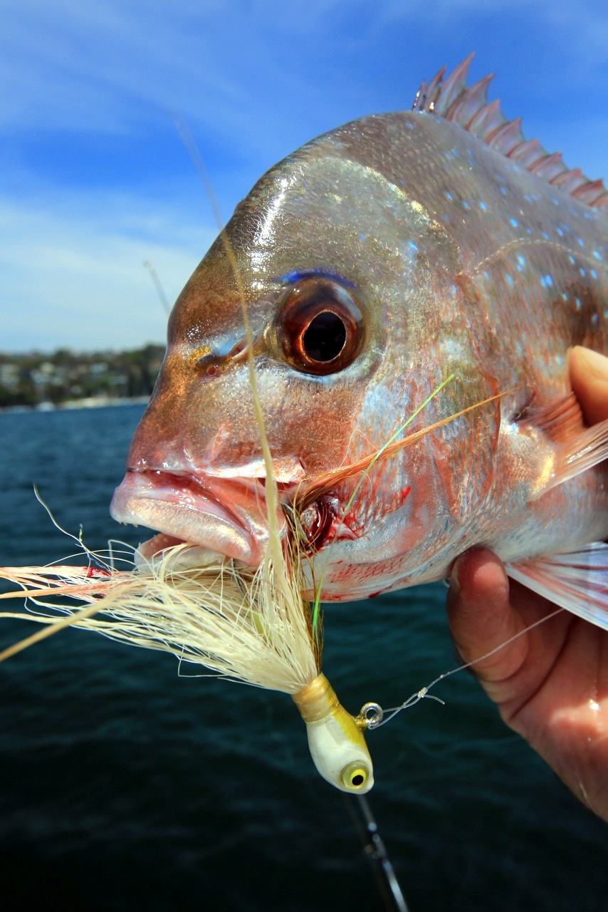 jig caught harbour snapper.jpeg