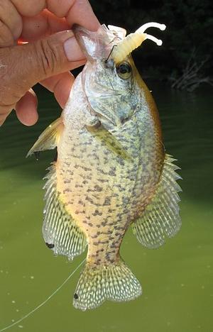 joker ail crappie.jpg