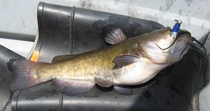 Joker tail catfish.jpg