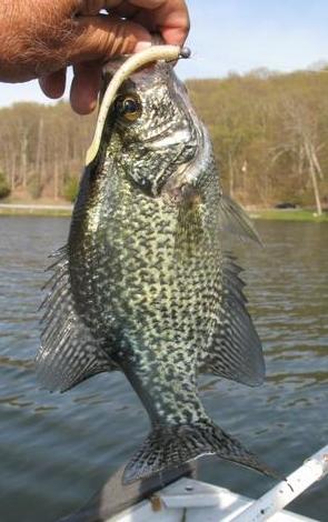 kut tail crappie.jpg