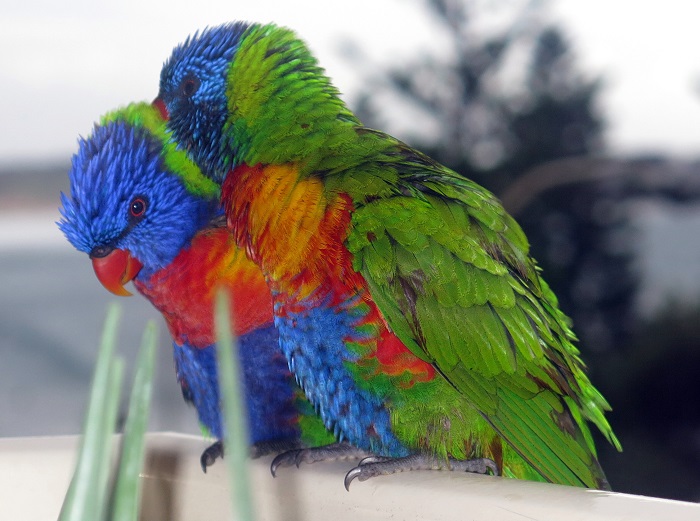 lovey lorikeets 3.JPG