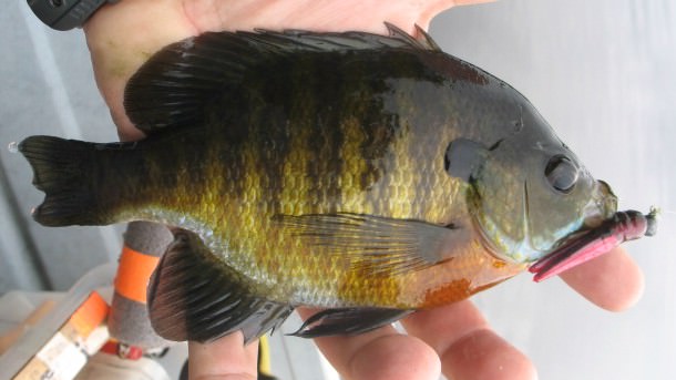 red claw sunfish.jpg