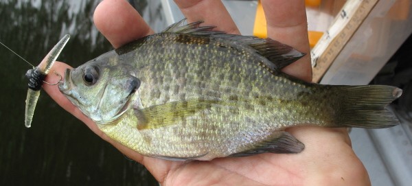 wacky cone tail sunfish.jpg